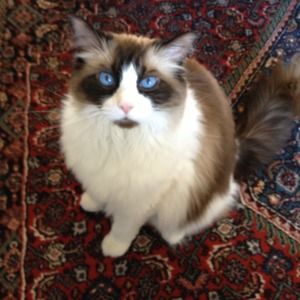 Meet your Posher, Judith